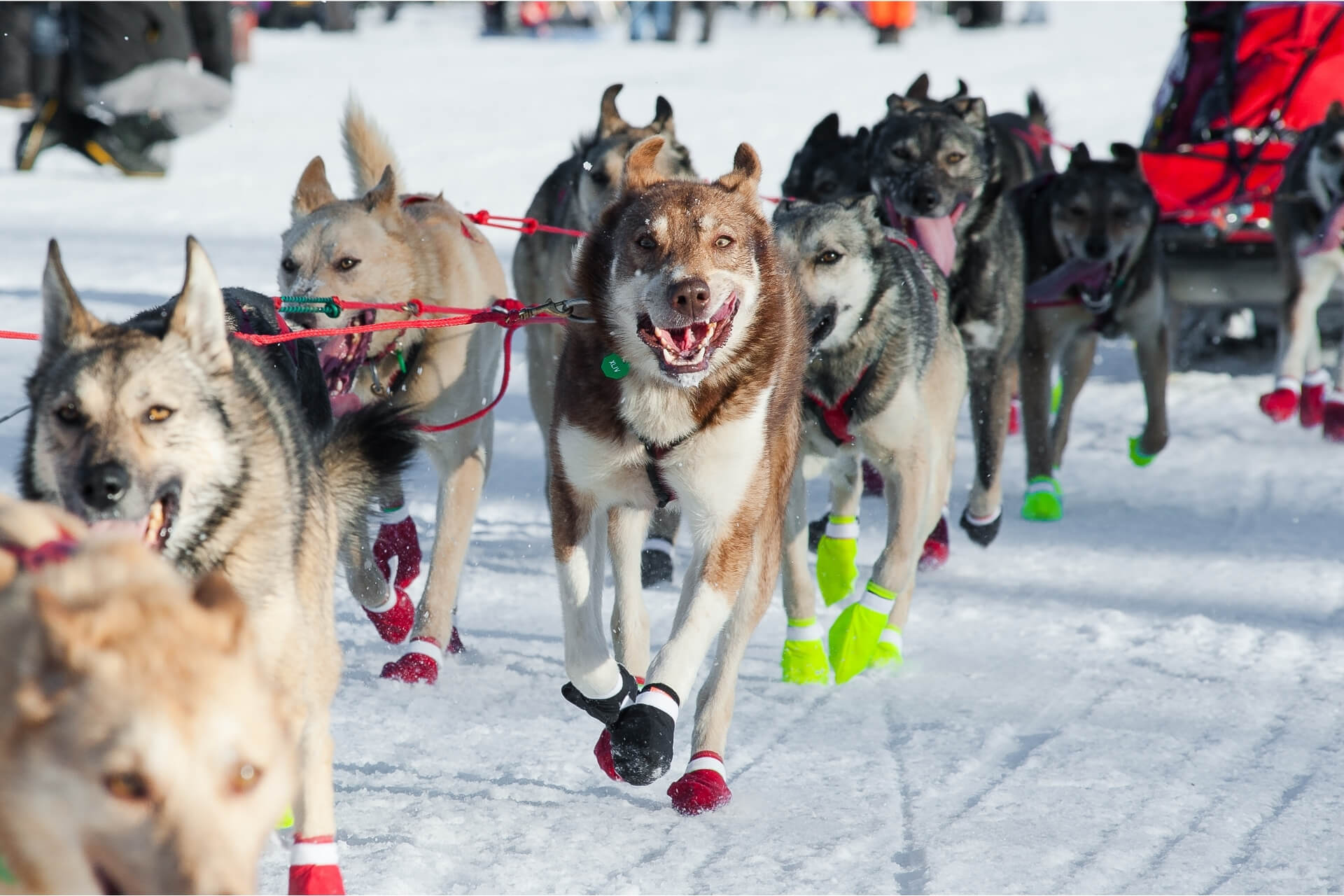 Iditarod: gara sleddog internazionale con cani da slitta