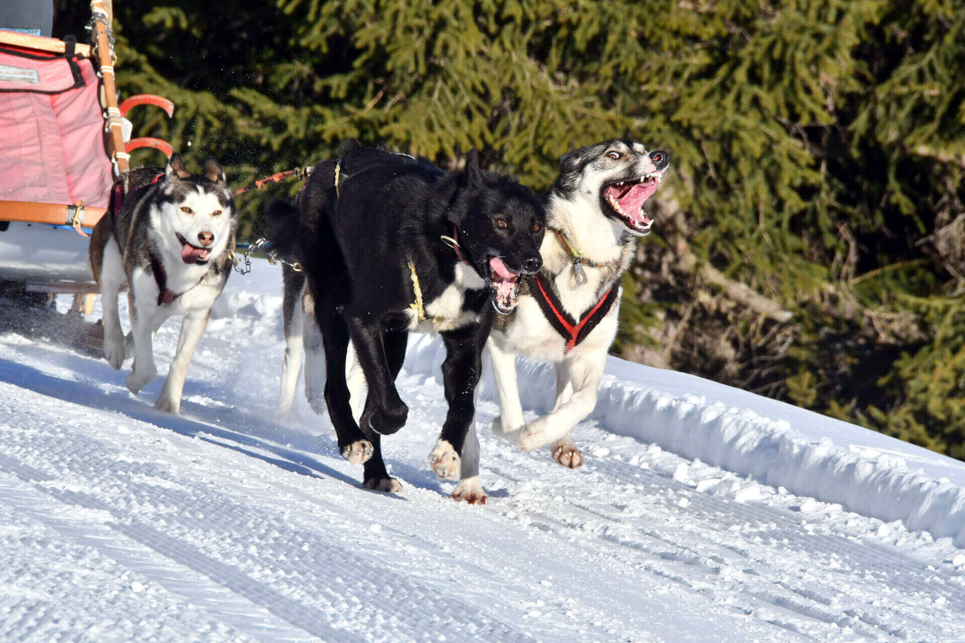 alaskan husky che fanno sleddog sulla neve in Valtellina