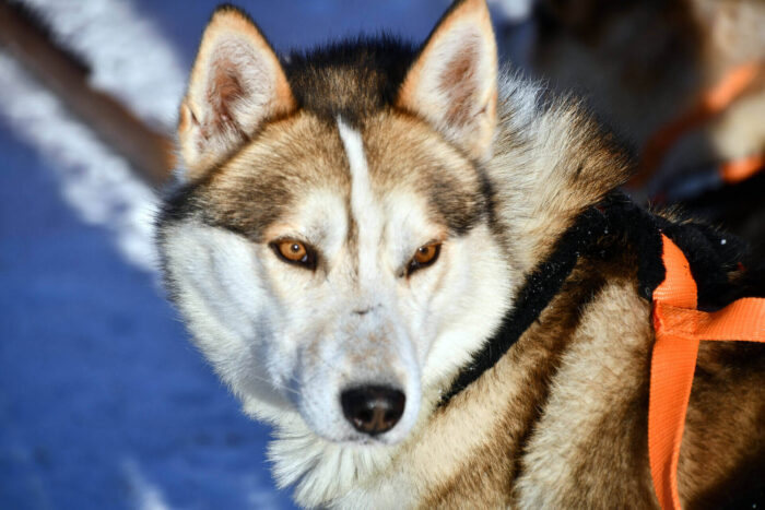 Alaskan Huskies: Character and Temperament