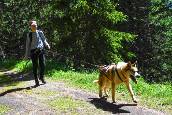 trekking with huskies near Livigno