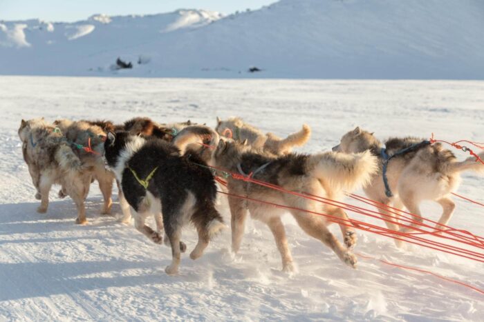 razze di cani nordici per lo sleddog