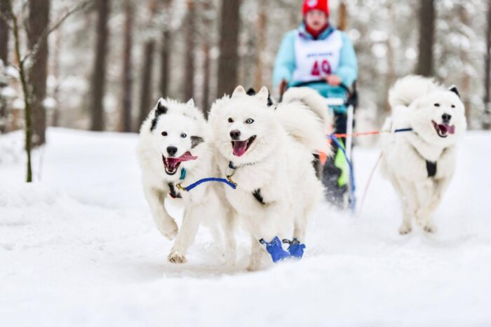 cani di razza samoiedo che trainano slitta sulla neve