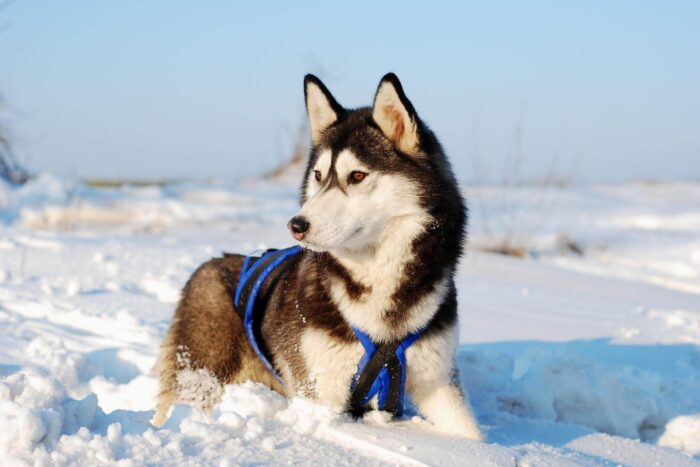 cane di razza siberian husky per sleddog