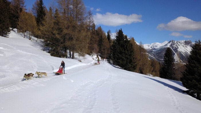 sleddog in Valtellina near Bormio and Livigno