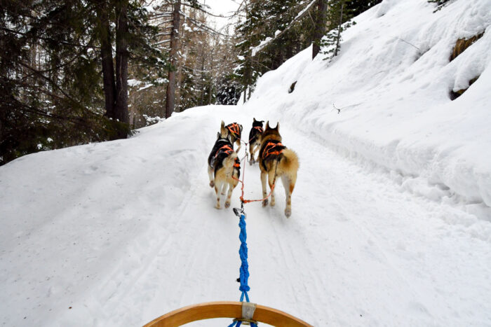 husky village escursione in slitta con cani vicino a bormio