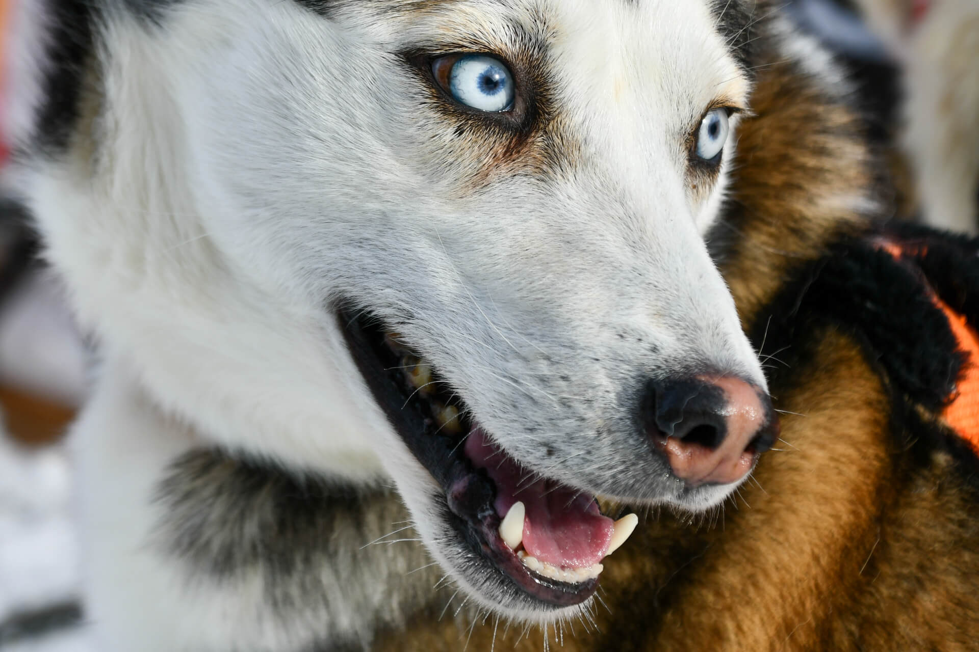 carattere e indole degli husky (Cani da slitta Alaksan Husky)