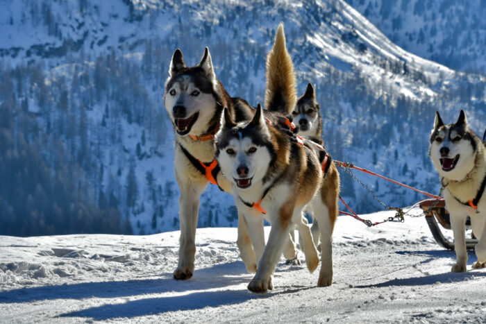cani di razza nordica (alaskan husky) che trainano slitta in alta Valtellina