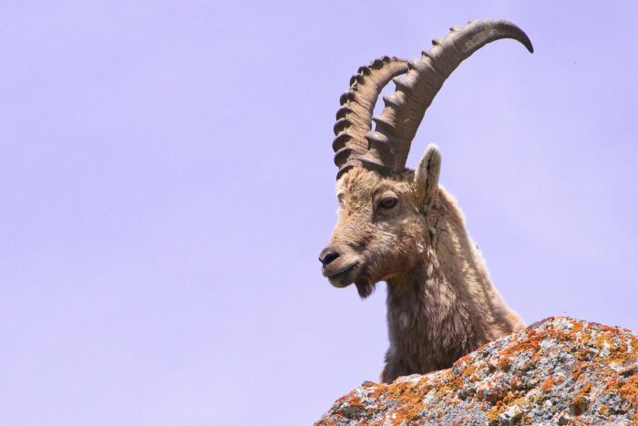 ibex and wild animals in livigno