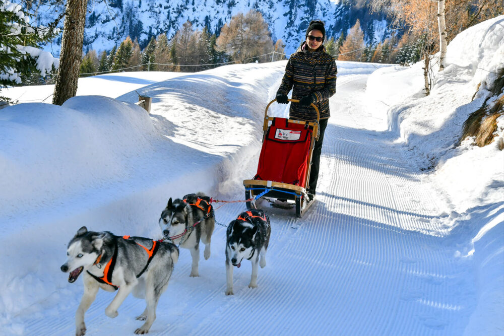 sleddog in winter in valtellina with huskies