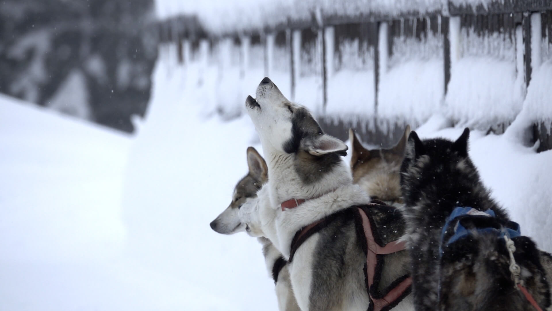 husky in valtellina: cani da slitta per sleddog