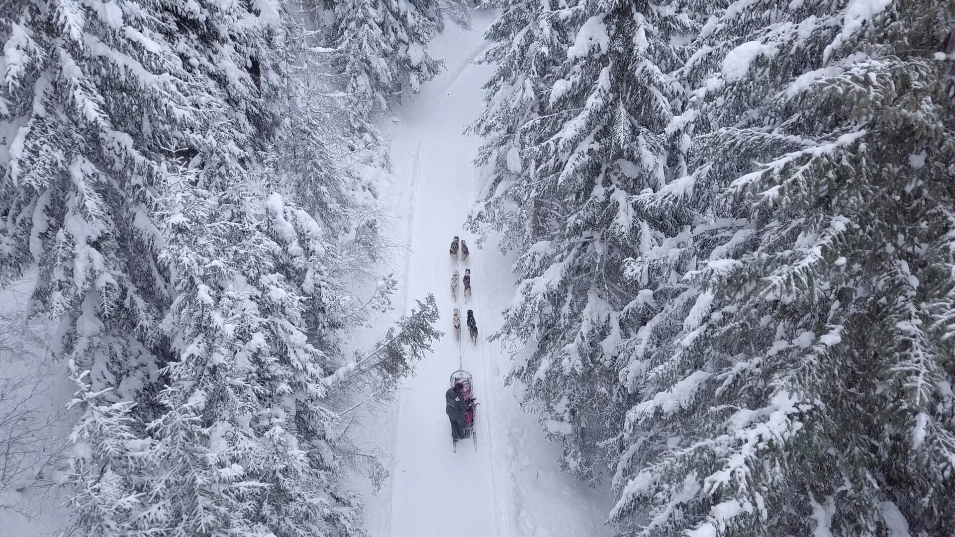 sleddog path in the Alps, in Valtellina, near Livigno